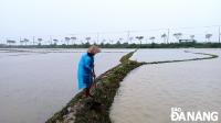 [VIDEO] Nông dân lo lúa xuống giống hư hại sau mưa lớn