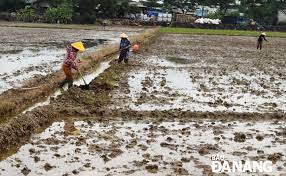 Nông dân Đà Nẵng được cấp 150 tấn lúa giống để khôi phục sản xuất sau mưa lớn
