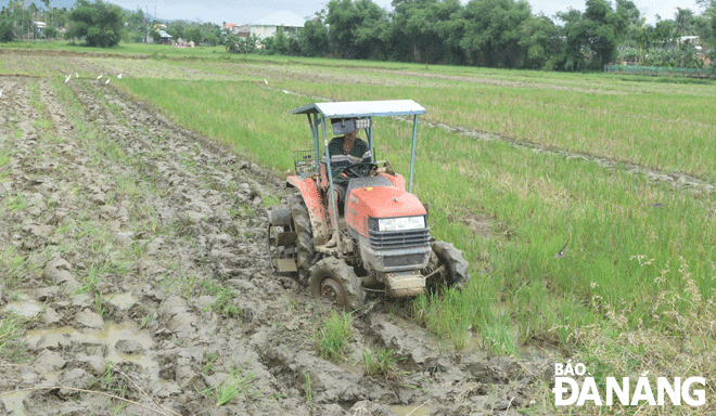 Nông dân xã Hòa Tiến, huyện Hòa Vang cày đất để chuẩn bị sản xuất vụ lúa đông xuân.  Ảnh: HOÀNG HIỆP