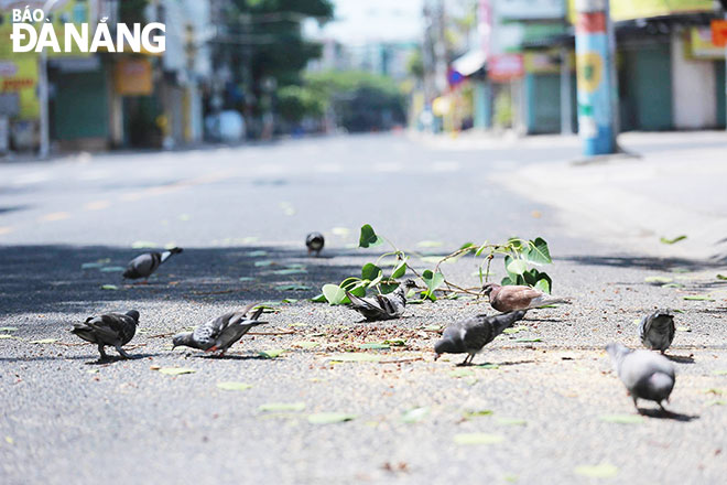 Những chú chim bồ câu trên đường phố Đà Nẵng. Ảnh: KHÁNH LINH