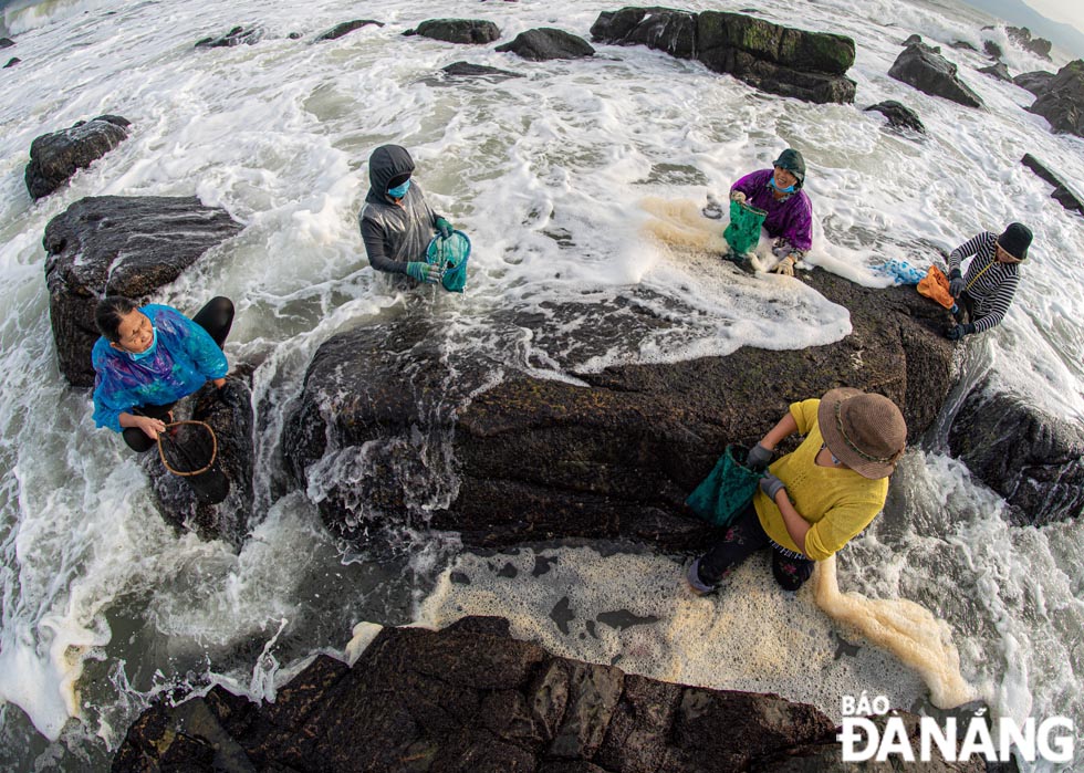 Female Nam O villagers in Hoa Hiep Nam Ward, Lien Chieu District, Da Nang, have long been accustomed to collecting seaweed in the rainy season.