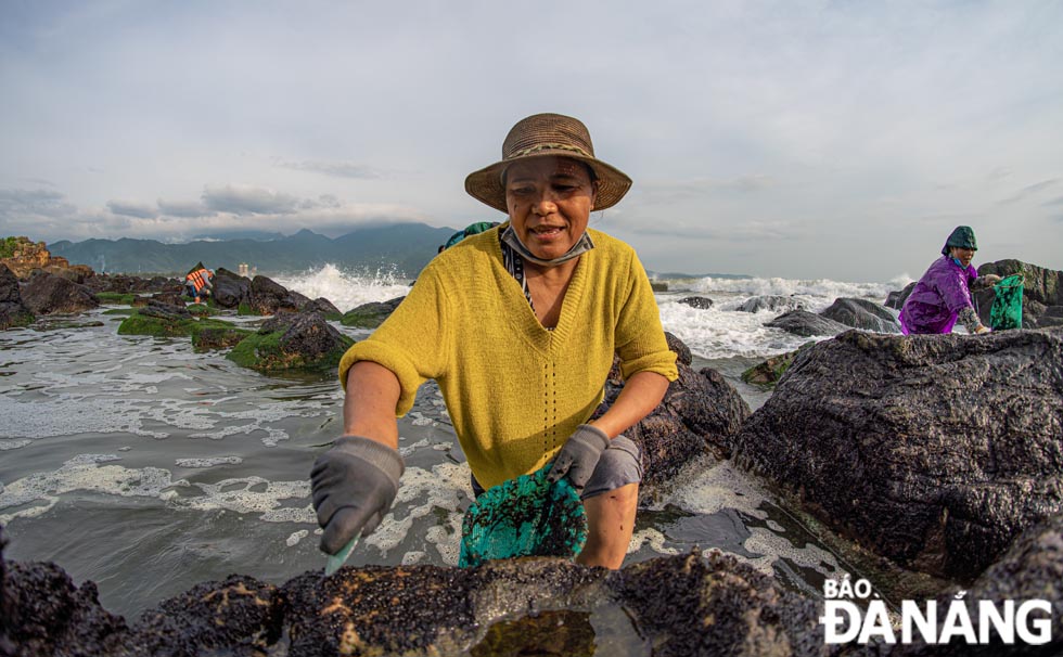 Hardworking women meticulously collecting seaweed