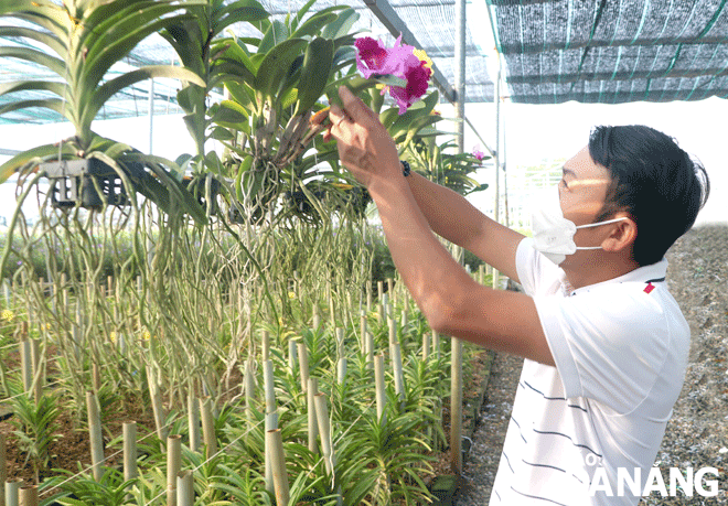 Many farmers in the city are busy taking care of flowers and ornamental plants for Tet 2022.  Le Thanh Trung, the owner of a orchid garden located in Duong Son flower production area, Hoa Chau Commune, Hoa Vang District taking care of flowers. Photo: VAN HOANG