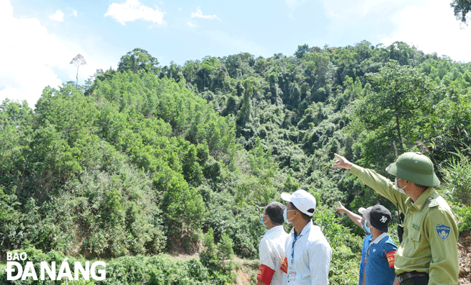 Forest rangers and Co Tu ethnic minority people in Ta Lang and Gian Bi villages (Hoa Bac Commune, Hoa Vang District), and Ka Dong Village (Tu Commune, Dong Giang District, Quang Nam Province) have stayed in Uoi (Malva nut) forests for one month to protect them. Photo: HOANG HIEP