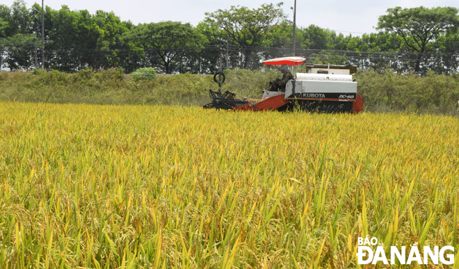 Ngành nông nghiệp thành phố tích cực đổi mới để nâng cao chất lượng sản phẩm nông nghiệp. Trong ảnh: Nông dân xã Hòa Châu (huyện Hòa Vang) thu hoạch lúa bằng máy gặt liên hợp.  Ảnh: HOÀNG HIỆP	