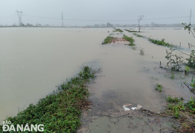 Nhiều thửa ruộng mới gieo sạ lúa đông xuân và tuyến đường nội đồng ở xã Hòa Phong, huyện Hòa Vang bị ngập nước do mưa lớn. Ảnh: HOÀNG HIỆP