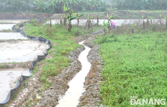 Nông dân ở xã Hòa Tiến, huyện Hòa Vang phải đội mưa đào mương thoát nước để chống ngập úng cho thửa ruộng mới gieo sạ lúa.