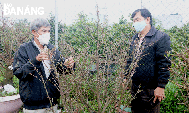 Tet flowers are ready for sale. In the photo: An owner of a flower garden (left) in Hoa An Ward, Cam Le District is introducing apricot trees to his guest during his visit to the garden. Photo: V.H
