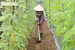 Tăng cường sản xuất rau xanh phục vụ thị trường Tết