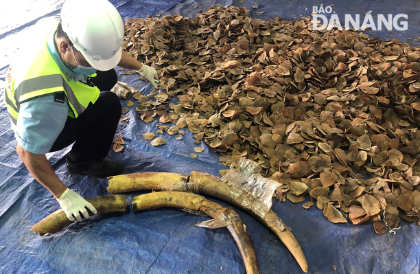 Hải quan Đà Nẵng bắt giữ hơn 6,6 tấn hàng nghi ngà voi và vảy tê tê