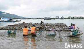 Quận Sơn Trà và quận Hải Châu hoàn thành di dời, tháo dỡ lồng bè nuôi thủy sản trên các khu vực biển