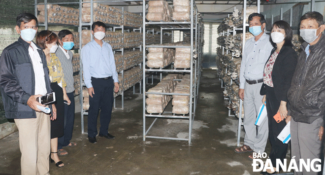 Hỗ trợ nông dân sản xuất nấm đạt hiệu quả