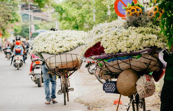 Khi những bông cúc bừng nở khắp phố phường Hà Nội cũng là khi mùa đông đã về. Ảnh: Vietnam+