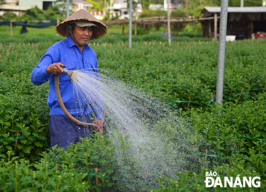 Ông Lý Phước A, nông dân ở vùng trồng hoa Dương Sơn cho hay, nhà ông trồng 700 chậu hoa cúc các loại, giá bán 300.000-1 triệu đồng/cặp hoa cúc. “Năm ngoái tôi trồng hơn 1.500 chậu nhưng năm nay giảm hơn một nửa. Gia đình tôi đang lo lắng vì khách đến đặt mua chưa có mà chi phí bỏ ra để chăm sóc thời gian qua rất lớn”, ông A chia sẻ.