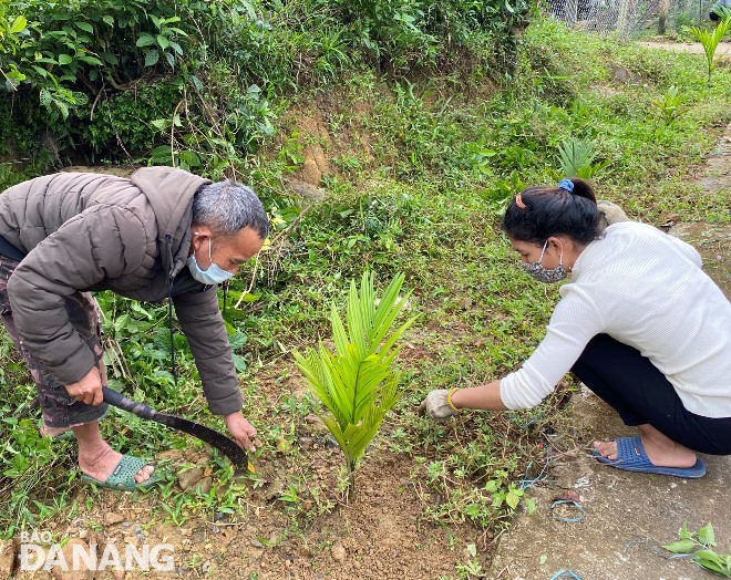 Residents in Hoa Bac Commune, Hoa Vang District take care of trees along an inter-village road, January 8, 2022. Photo: HOANG HIEP