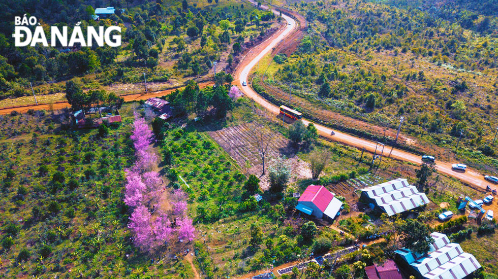 In Mang Den Plateau, you can see cherry-like apricot blossoms all over the roads.