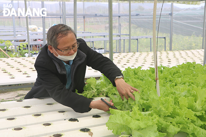 Bên cạnh rau hữu cơ, HTX dịch vụ sản xuất và tiêu thụ rau an toàn Túy Loan còn trồng rau thủy canh, đáp ứng nhu cầu tiêu thụ rau của người dân. Ảnh: MAI QUẾ
