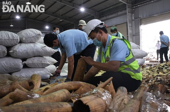 The city's customs officials are inspecting the imported shipment suspected of being ivory and pangolin scales. Photo: M.QUE