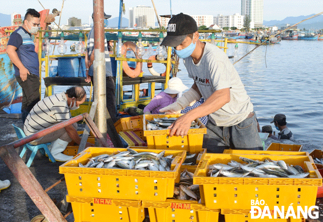 Fishermen were unloading freshly-caught fish from their boats. Photo: HOANG HIEP  