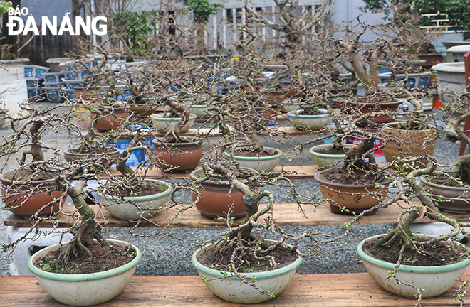 Một số nhà vườn còn trưng bày nhiều chậu mai bonsai được tạo dáng bắt mắt để thu hút người chơi mai. Ảnh: VĂN HOÀNG 