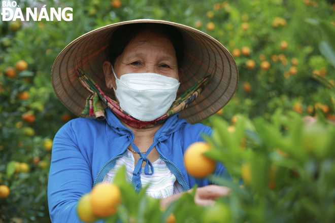66-year-old Vo Sau living in An Phong street block, Tan An Ward, Hoi An City, said that, this year, she only grows about 250 kumquat trees due to the influence of unfavourable weather conditions and COVID-19.