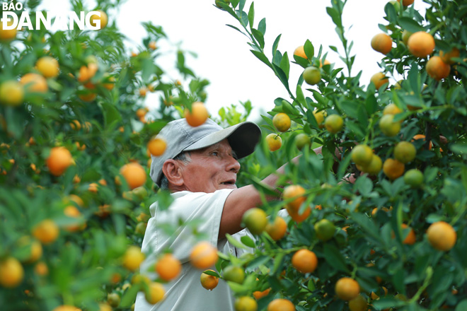 Mr. Mai Trinh, 68, living in An Phong street block, Tan An Ward, is pruning young green kumquats so that the trees can bloom beautifully.