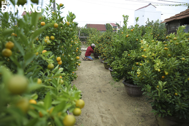 Many kumquat growers are worried about the revenue of this year's kumquat crops.