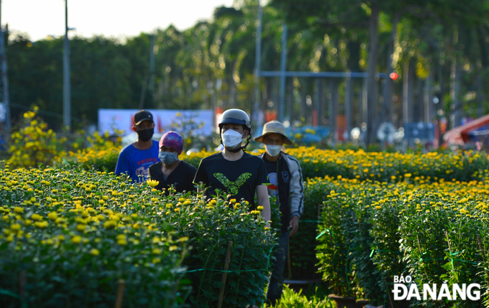 In these days leading up to Tet, such flower markets are becoming more bustling with large numbers of buyers who want to buy ornamental plants and flowers to decorate their houses to celebrate this special occasion.