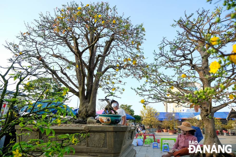 Different-shaped ancient yellow apricot blossom trees are on sale at the market. Photo: NGUYEN LE