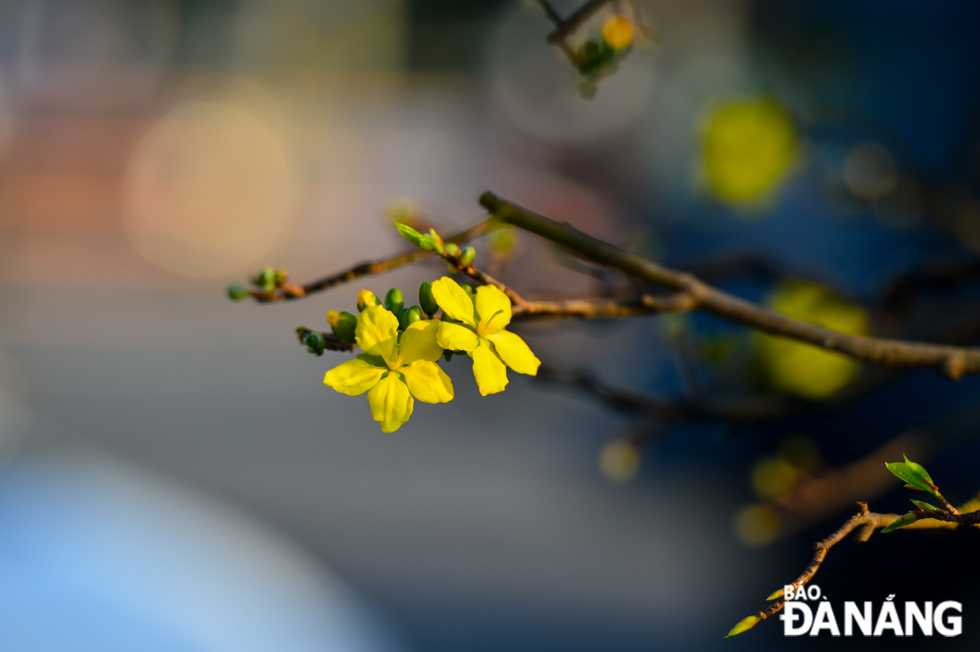 Many apricot trees are in full bloom. Photo: XUAN SON 