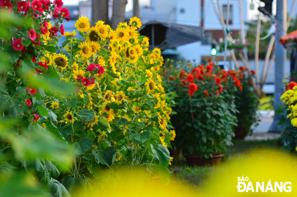 Sunflowers and dahlias are popular types of flowers during Tet. Photo: XUAN SON 