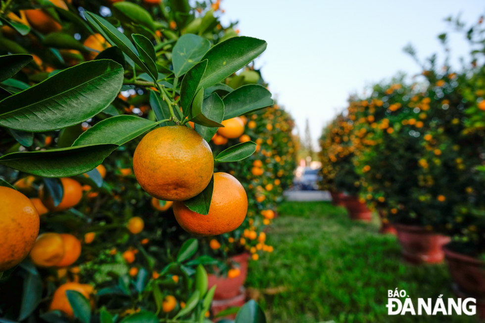 Kumquat trees sourced from Quang Nam Province bear fruit on time for Tet. Photo: NGUYEN LE 