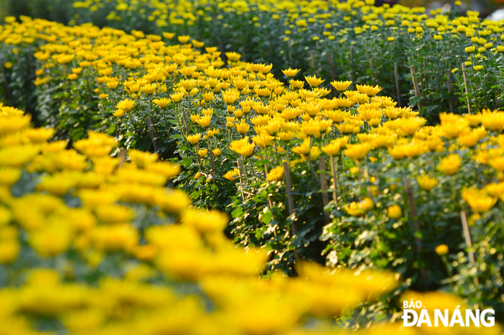 Chrysanthemums are among the best-sellers during Tet. Photo: XUAN SON