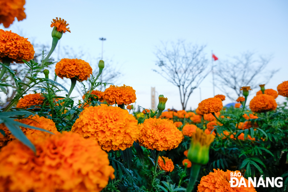 The splendor of the marigold flowers. Photo: NGUYEN LE