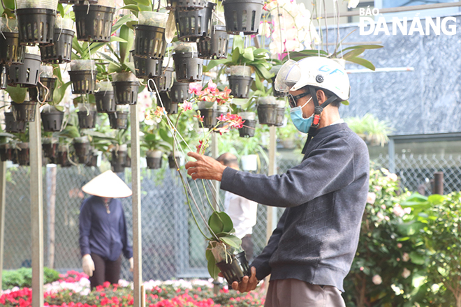 According to the survey, the prices of orchids are ranging between VND450,000 and VND500,000 per pot, whilst hanging orchids are on sale at the prices of about VND180,000 - VND200,000  per basket.