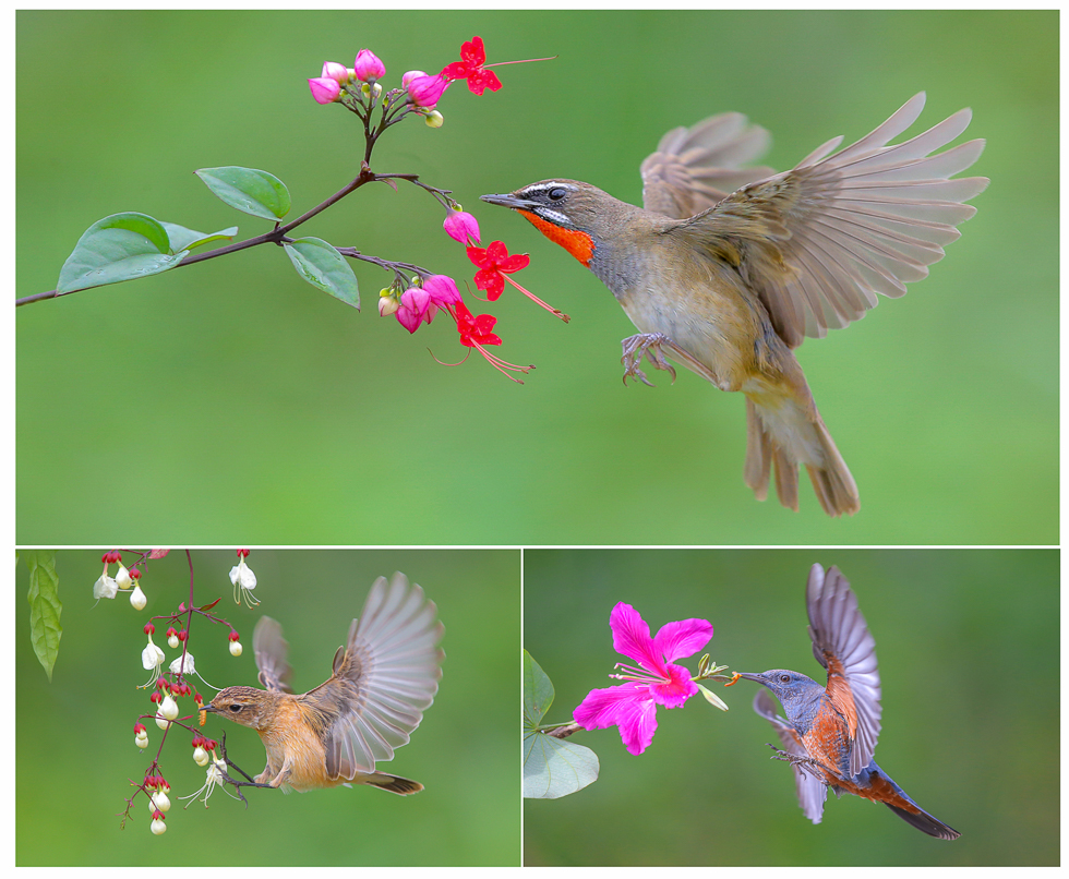 Moment of Spring. Photo: Truong Huynh Son