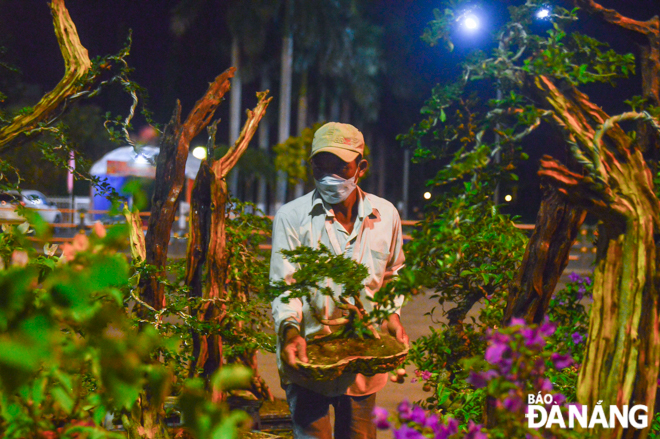  Mr Huynh Tan Sang and his bonsai and bougainvillea pots at Tet flower market. Photo: XUAN SON