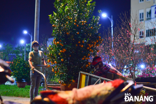 Mr. Le Thong (left) transports ornamental kumquats to bring them home to customers. Photo: XUAN SON