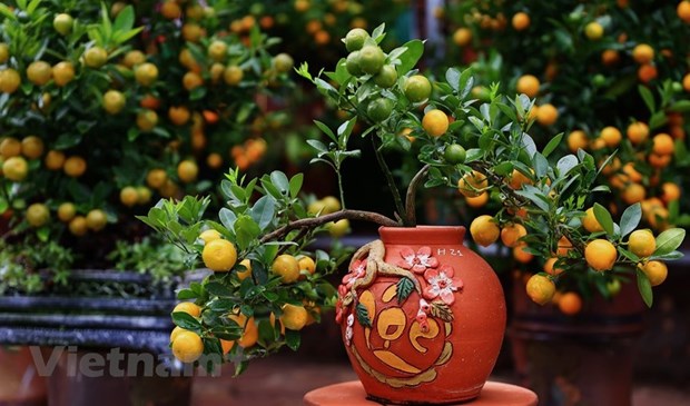 Kumquat – enduring symbol of Tet (Photo: VNA)