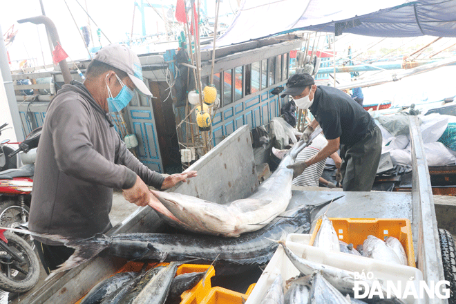 Fishermen unloading fish from their boat's deck