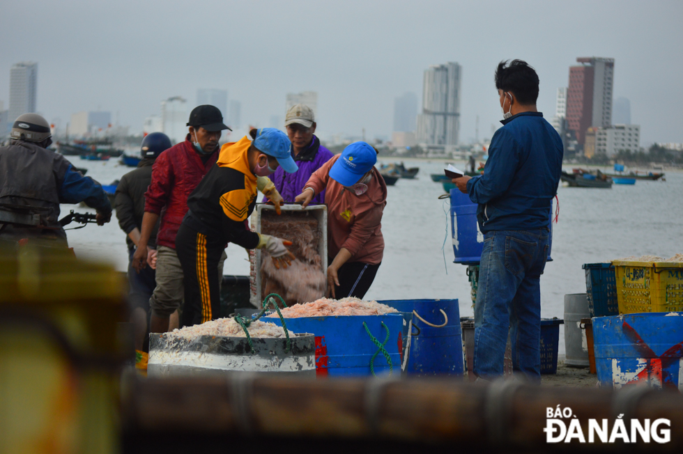 Tiny shrimps freshly caught from the sea and stored in large plastic basket for sale to seafood traders