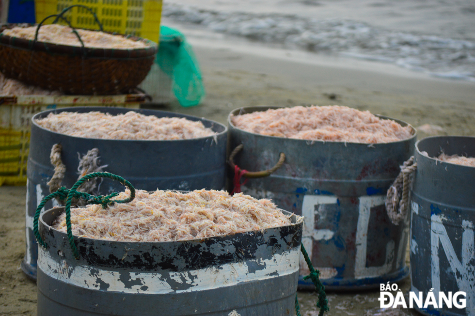 Plastic baskets full of tiny shrimps are a positive signal for lucky inshore fishing trips and a bumper harvest.