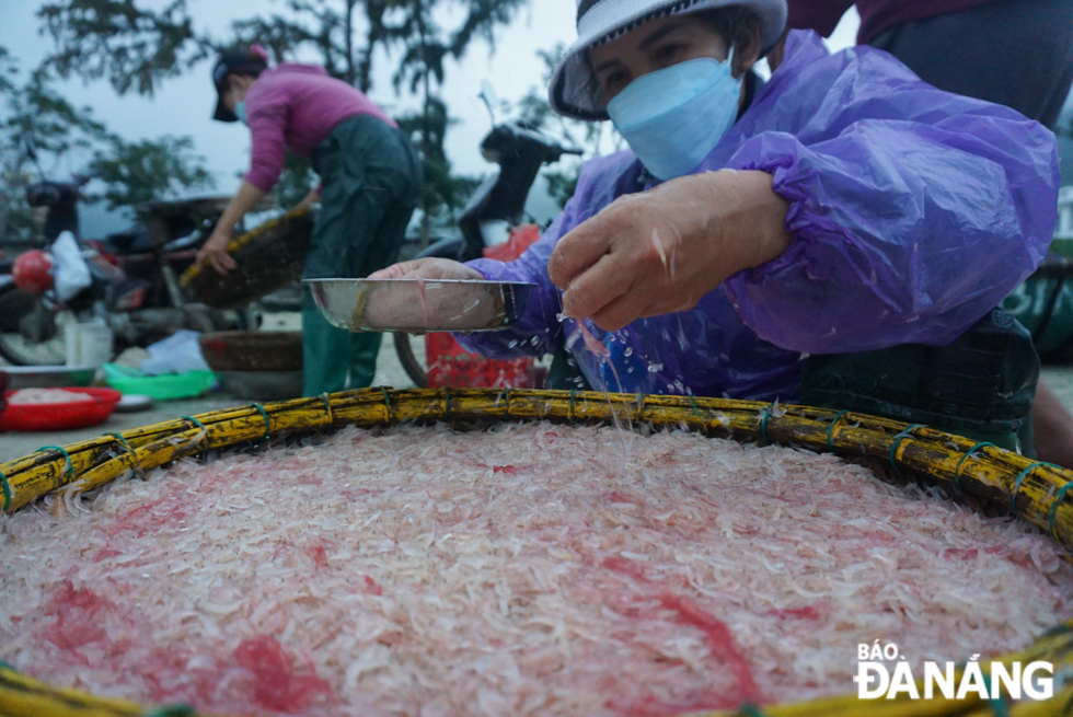 Prime quality and freshly-caught tiny shrimps are sold on beach at the prices ranging from 30,000 to 40,000 VND per kilo