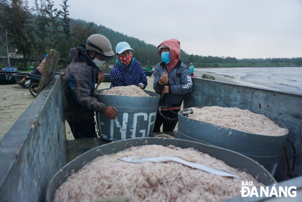 Mrs. Nguyen Thi Bon, a resident of Tho Quang Ward, Son Tra District, said due to the impact of COVID-19, the number of tiny shrimp buyers is less than usual. However, she still tried to catch tiny shrimps in a bid to earn more income after Tet. 