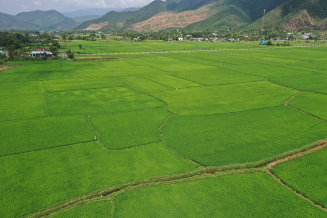 Đi giữa mùa xanh ngắt, thấy lòng mình cần khoác lên tà áo mới - tà áo hạnh phúc và bình an. Ảnh: XUÂN HIẾU