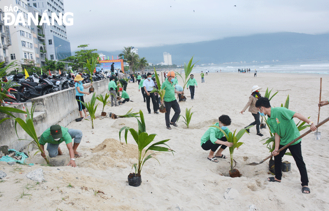 The planting of 250 dwarf coconut trees along a beach in Man Thai Ward, Son Tra District is in progress, February 11, 2022. Photo: LE VAN THOM