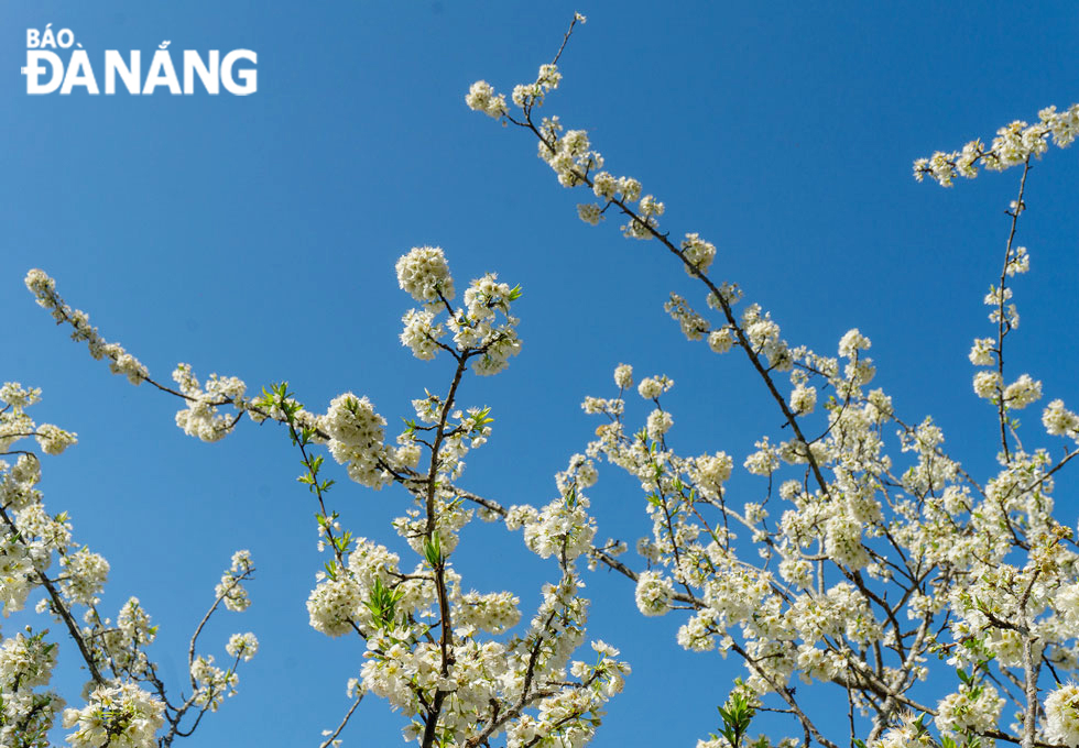 Plum blossoms in a full bloom in the middle of spring.