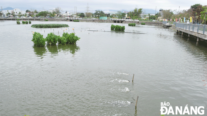 Many measures have been taken to improve the water environment of the 2ha lake located in Thanh Khe Tay Ward, Thanh Khe District, Da Nang to create a green space between residential areas. Photo: HOANG HIEP