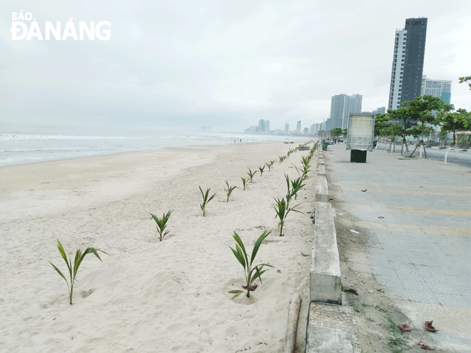 Trồng cây là 1 trong những giải pháp chống sạt lở bờ biển. Trong ảnh: Hàng dừa xiêm lùn do Hội Nông dân thành phố trồng dọc theo bãi biển phường Mân Thái, quận Sơn Trà vào ngày 11-2.  Ảnh: HOÀNG HIỆP