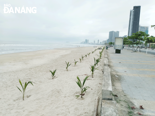 Planting trees is one of the city’s solutions to manage coastal erosion. IN THE PHOTO: A row of dwarf coconut trees which were grown by the municipal Farmers Association on the Man Thai Beach in Son Tra District on February 11 in a bid to prevent shoreline erosion. Photo: HOANG HIEP